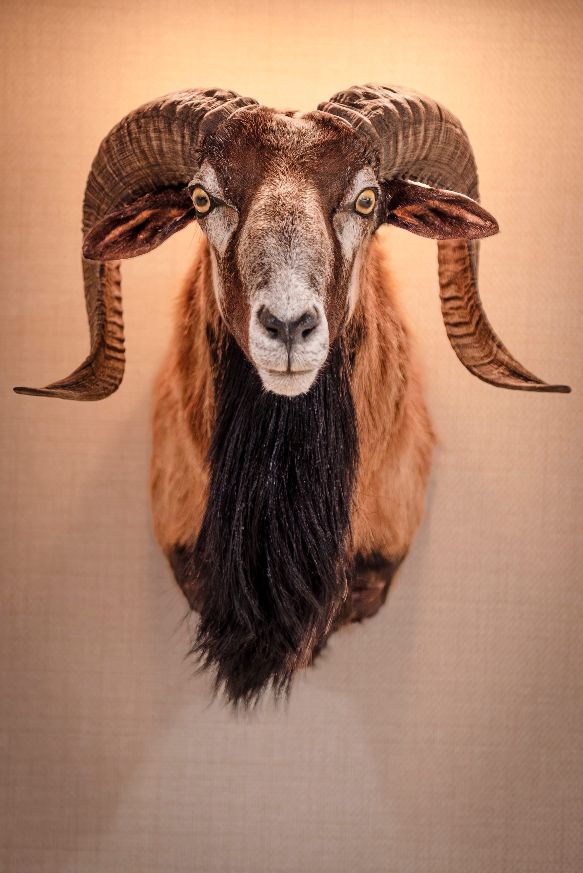 A mounted ram in the dining room at The Jockey Tavern, Malvern, PA